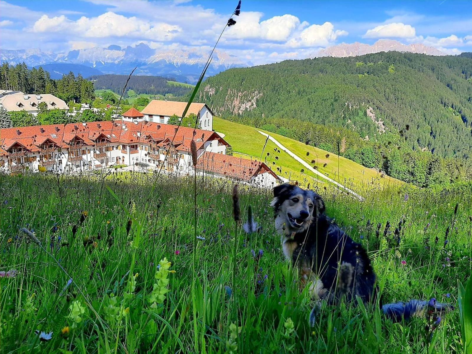 Gasthof Schmiederalm Aldino Kültér fotó